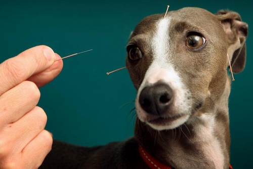 Acupuncture
