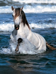 Larkhill Vets Equines