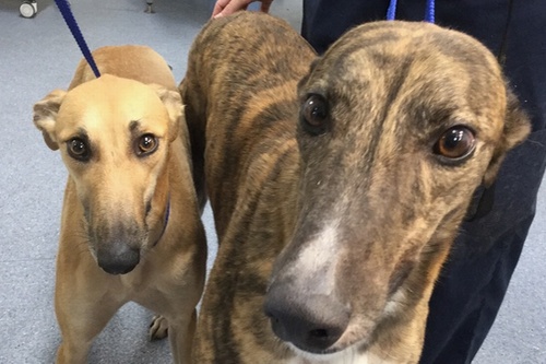 Greyhound Adoption