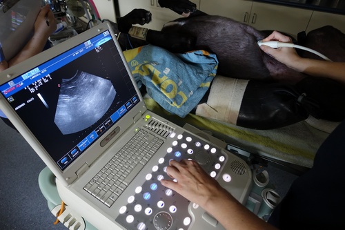 Endoscopy & Ultrasound