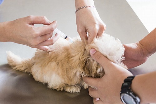 Vaccinations